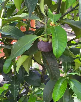 Pohon manggis dalam pot check 😂#tanamanbuahdalampot #tanamanbuah #berkahbibitbandaaceh #bandaaceh #aceh #bibitbuah #manggis