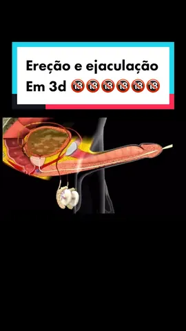 Ereção e ejaculacão em 3d 😱🔞 #sexologia #saude #dicasdesaude #fyp #foryoupage #urologia #health