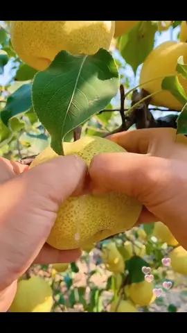 so juicy 🍐 😍🥰 #pear #frutasweet #fruits #nature #plants #relax #satisfying #rurallife #countryside #usa #asmr #foryou #fyp