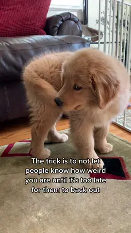 Skylar has always been obsessed with chasing her tail. These days if she does it we stop her right away though. #funnyvideos #funnydog #thetrickistonotletpeopleknow #weirdo #funnypuppy #goldenretrieverpuppy #cutepuppy