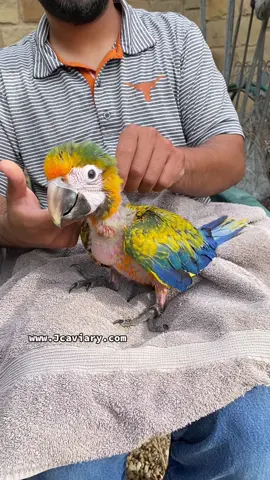 Yellow dominant camelot macaw baby 🐣 We’re having so much fun training this cutie pie!! 🥰 #camelotmacaw #hybridmacaw #macaw #macawsoftiktok #PetsOfTikTok #animals #birds #fyp