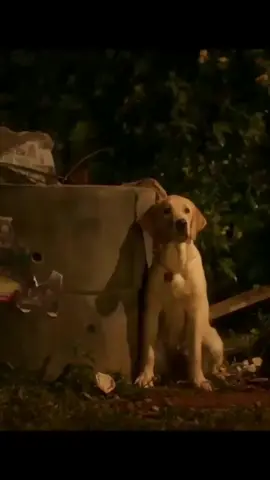 Charlie 🥺❤️ #charlie #chrliemovie #sadstory