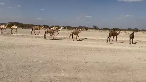 Desert ship!! #Northhorr