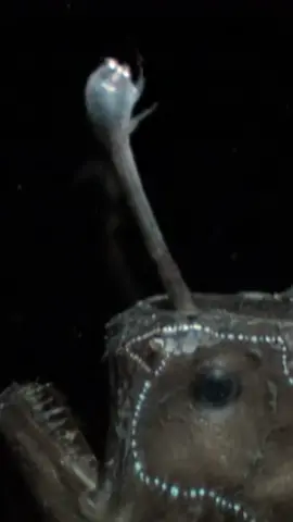 The #ocean’s bathyal zone is home to one of the strangest creatures of the deep - the Anglerfish 💡 #Science #StrangeEvidence