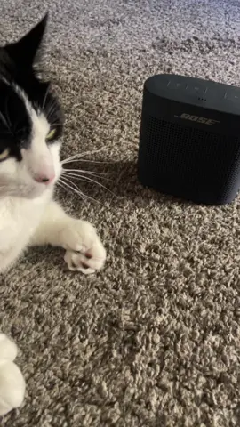 #catsoftiktok #funny #catsong #catremix #fyp