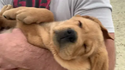 Throwback to baby Kade #morrobay #morrorock #bartonlabs #bartonlabradors #englishlab #englishlabrador #nourisheveryyou #yellowlab #englishlabpuppies #californiaadventure
