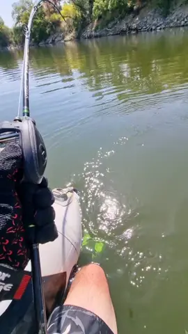 #siluro #catfish #sum #pesca #fishing #wedkarstwo #spinfishing #monsterfish #monsterfish #predatorfish #deporte #sports