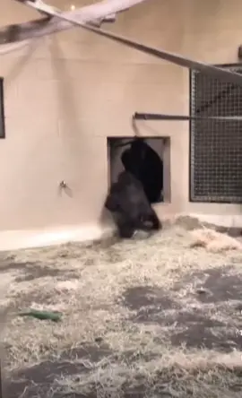 #gorilla #gorillaslide #gorillasliding #cominginhot #fyp #foryoupage #ape #primate #primatesoftiktok #primatesofinstagram #gorillasoftiktok #gorillasofinstagram