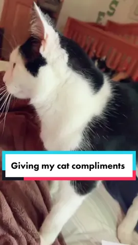 Just a little daily dose of cats expect more #cats #blackandwhitecat #lyssalaane #catsoftiktok #catsoftiktoks #catloversoftiktok #oldercats @lyssalaane @lyssalaane @lyssalaane