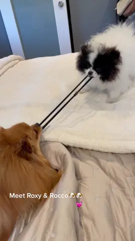 Life is more fun with furry friends, these two have helped my mental health in so many ways! Thankful for them💓🙏🏼🐶#fyp #foryou #foryoupage #dogs #dogsoftiktok #pomeranian #silly #funny #bestfriend #SelfCare #choosehappy #smile #happy #puppy
