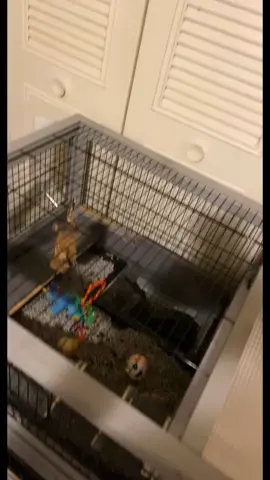 My kids and my bunnies are MAH WORLD ❤️❤️❤️❤️😌💯 #nourisheveryyou #fyp #bebesitalecii