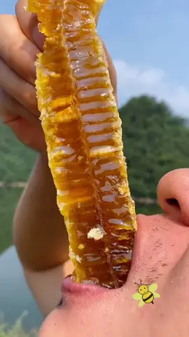 Have you ever eaten honey like this? 🐝🥰🍯 #wildhoney #honey #ReTokforNature #wildbees #bee #delicious #foryoupage #usa