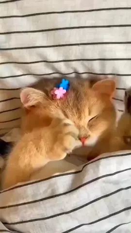SHADOWBAN🥺🥺🥺#fypシ #foryoupage #fypdongggggggg #cat #cute #catsoftiktok #krypteix99