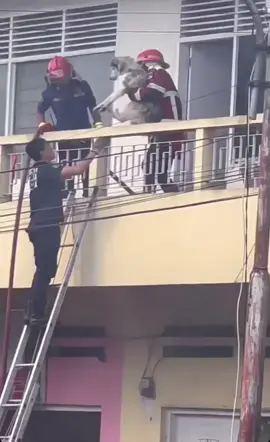 Terima kasih bapak2 damkar Minahasa, Tondano. Salut 👏👏👏Like • Comment • Share • Follow • @jakartadoglovers#jakartadoglovers #dog #dogs #anjing #doglover