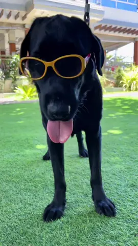 Vacation time😎 #rukotravel #youhanbeachresort #korina27 #dogsoftiktok #blacklab #zambales @Rudy Pou H