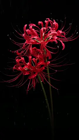 làm nền cực đẹp luôn nha #hạ #hoabingan #bingan #binganhoa