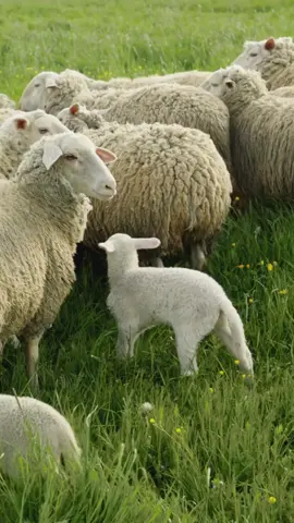 REBANHO DE OVENHA : #ovelha #ovelhas #rebanho #animais #cabraslecheras #cabras