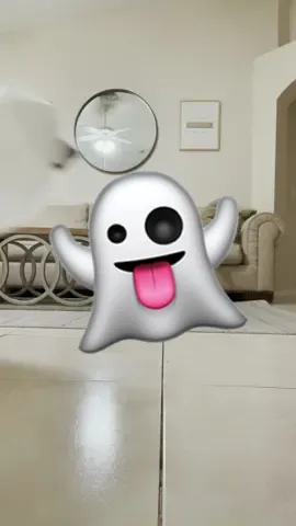 I think my house is haunted 👻 #FunnyDogVideos #HuskyLife #DogsOfTikTok #HuskyTalking #CuteDogs