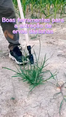 Boas ferramentas para puxar ervas daninhas #fyp#tool#farm#Home