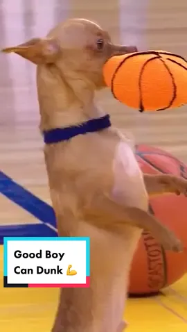 Milo brought the Dunk Contest to Chase Center #basketball