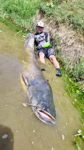 #fishing #pesca #wedkarstwo #catfish #siluro #sum #predatorfish #monsterfish #spinfishing #rivergishing #sports #deporte