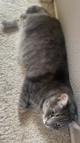 He's always ✨unimpressed✨#cat #catsoftiktok #cat #fatcat #fatcatsociety #kitten #fyp #findyourgrace #nourisheveryyou #catlover #catchchobanioatmilk