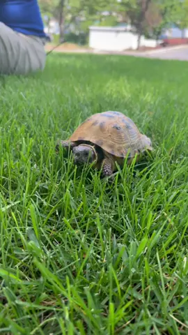 Just a Russian tortoise walking in grass for enrichment #aquarium #friday #friyay #foryou