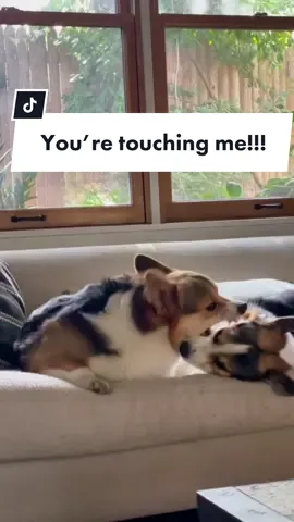 #corgi #dogsiblings #dogsofttiktok #corgilove #fupシ