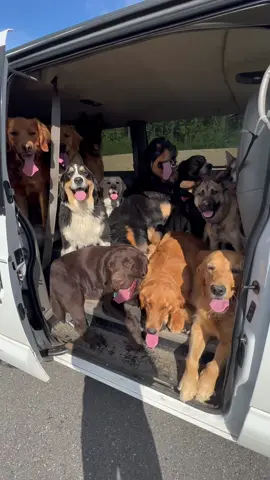 A successfully tired pack of dogs