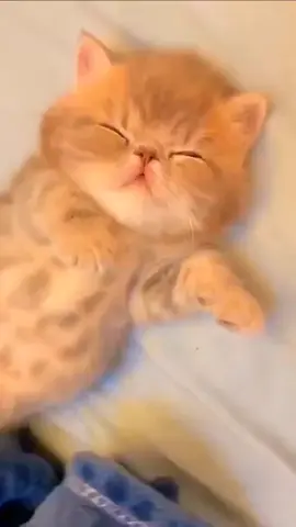 #fypシ #foryoupage #cat #cute #catsoftiktok #krypteix99