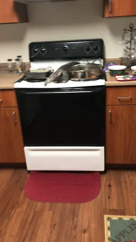 Sleepy cat on the stove.  The oven was not on. #catsoftiktok #tiktokcat #sleepycat #fyp#badcat