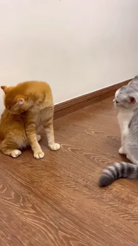 #foryou #catsoftiktok #tiktokcats #cats #funny #cats #pet #tiktok #cute #fyp