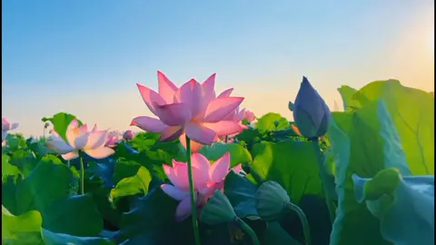Nếu bạn yêu thích hoa sen thì đây là vd dành cho bạn #peaceful #binhyen #chill #hoasen #hoa