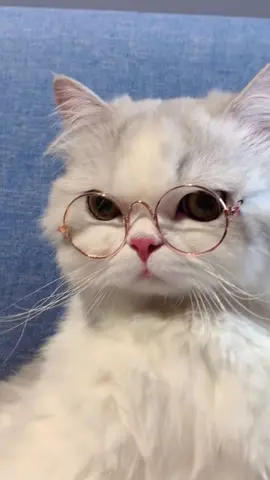 Pakai cermin mata untuk menjadikan kucing lebih comel#kucing #rantai #pet #tiktokmalaysia #catlover