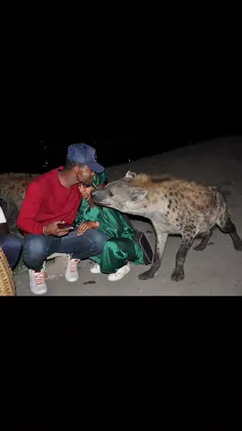 አባስ የጅብ ትሪት ማሣያ  ሀረር  የፍቅር ያብሮነት የመቻቻል አገር