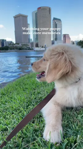 Pure bliss #goldenretriever #corememories #corememoryunlocked #puppytiktok #dogsoftiktok #puppytok #sydney #fyp #foryou