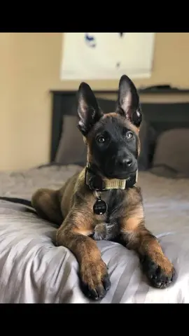 #malinois #malinoisdog #pastormalinois #fyp #fotos #fotosdecachorro #cachorro #cachorrobravo #cachorropolicial #cachorroboiadeiro #cachorropastoreio #dog #popular #vaiprofycaramba #xyzbcafypシ