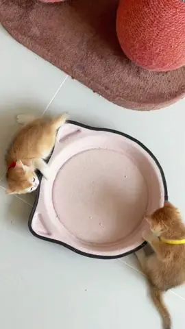 #foryou #cute #funny #catsoftiktok #PetsOfTikTok #animals #haha #dailydaily #fyp