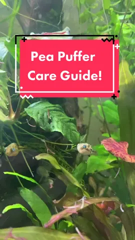 Replying to @domestos_z_frytkami here is the pea puffer care guide! #fishtok #fish #fishtank #peapuffer #plants #plantedtank #shrimptok #shrimp #howto #aquarium #fyp #foryou #foryoupage