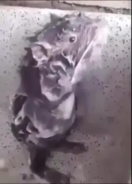 Just a rat taking a shower 🐀🚿
