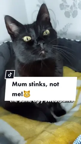 Does your mum stink too?🤣 #joke #kittytheduchess #funny #memehub #comedy #stink #catsoftiktok