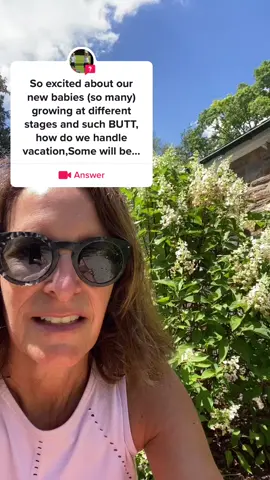 #answer to @user9658543364011 @Amy Fink 🦋 #raisingcaterpillars #butterflies #butterflytiktok #caterpillars #garden #gardening #hostplants #vacation #releasingbutterflies