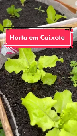 Horta em Caixote 🪴✨👨🏻‍🌾 Super prático e facil de montar, esse caixotes eu pego no lixo do mercadinho do meu bairro, lixo, forro, faço furos, planto sementes e colhi nuita verdura e temperos 🪴💚🌿✨ Lembrando que no meu canal do YouTube, tem vídeo de como plantar no caixote e de como preparar a terra para plantio 🌿✨ Entre aqui no perfil e clique no icone do Instagram, ira aparecer o canal do YouTube #horta #hortaemcasa #minhahorta #huerta #huerto #fy #garden #hortaurbana #tomate #jardim #fypシ #gardening #allotment #DIY