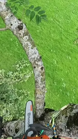 Dismantling an Ash top in Norway with a Husqvarna 540i 🇳🇴 🌳