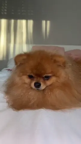 #fyp #trend #viral #newtrend #song #sounds #dog #dogs #dogsoftiktok #dogsofttiktok #doggo #DogTraining #doglove #puppy #babydog #topdog #newtrend #filter #tiktok #happydog