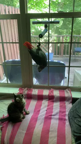 #viralparrot #africangrey #africangreyparrot #catsoftiktok #viralparrotvideo #birdvscat #confusedcat #birdvscat