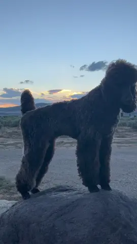Standard poodles are amazing #poodlesoftiktok #showdog #dogshow #standardpoodle #dogsoftiktok