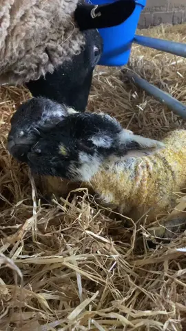 The first words between mother and babies  #farming #lambing #lambs #farmlife #sheep