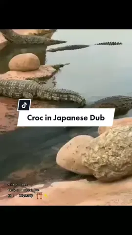 Croc is having fun! in Japanese dub ✨ #foryou #fyp #fypシ #fypdongggggggg #anime #animals #cute #voiceover #crocodile #happy #trending #viral