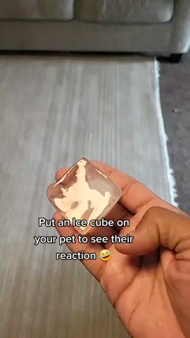 #putanicecubeonyourpet
